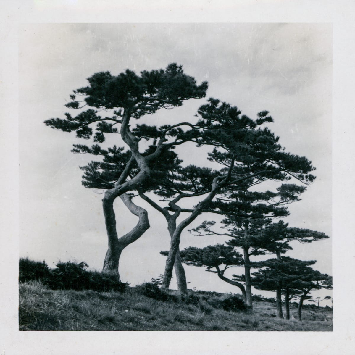 micro.blog 📷 Challenge Day 1: tree